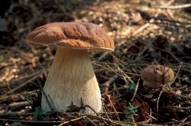 Soppens dag 2025 Foto:  Terhi Pousi, Universitetsmuseet.jpeg