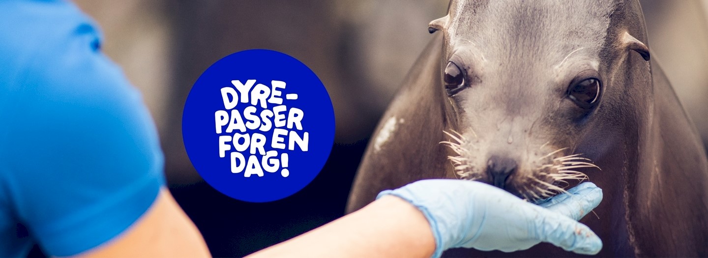 dyrepasserforendag-banner-1920x7002.jpg